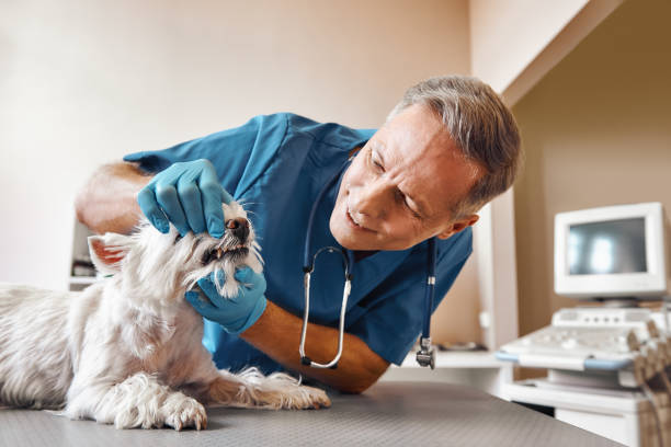 Best Emergency X-Rays and Diagnostics in Fairfax, MN